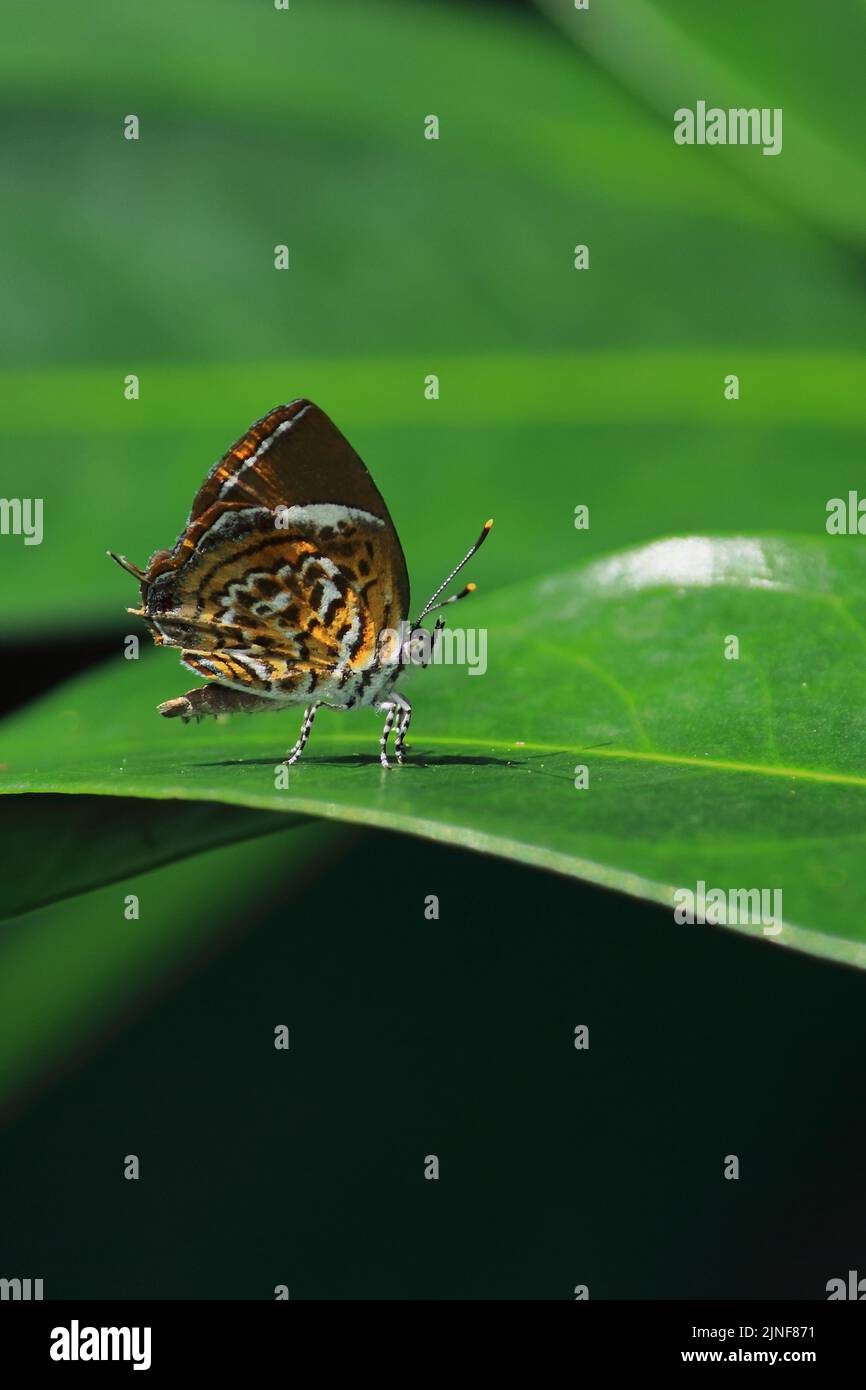 Affen Puzzle Schmetterling (rathinda amor) sitzt auf einem Blatt, tropischen Regenwald in indien Stockfoto