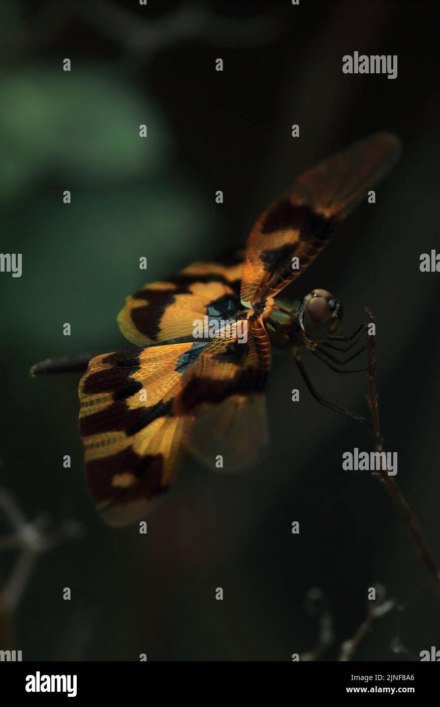 Eine weibliche, häufig vorkommende Libelle oder bunte Flutterin (Rhyothemis variegata), die auf einem Zweig des tropischen Regenwaldes in indien sitzt Stockfoto