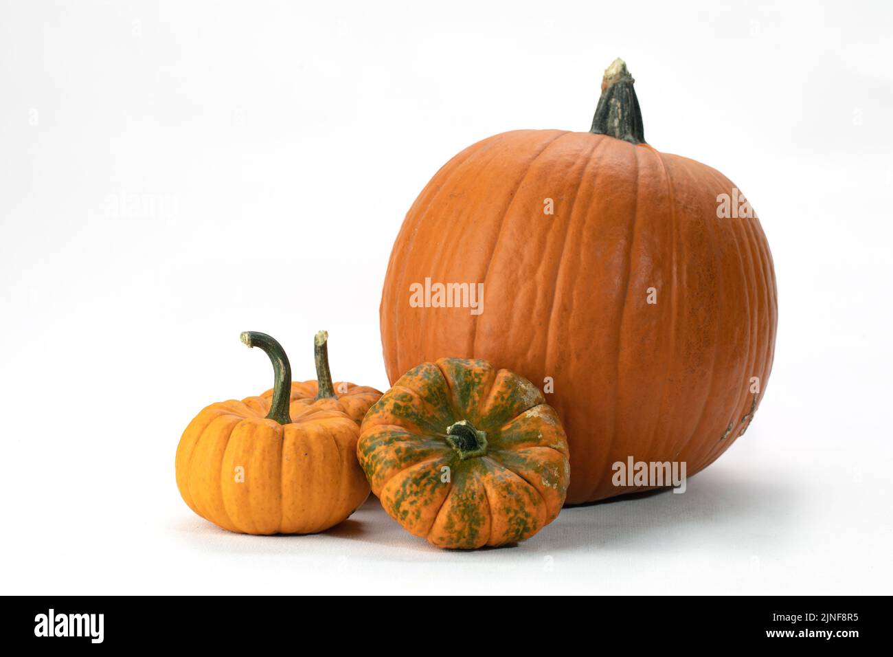 Großer Satz von großen und kleinen Bio-Kürbissen auf weißem Hintergrund. Herbsternte. Thanksgiving und Halloween Elemente. Stockfoto