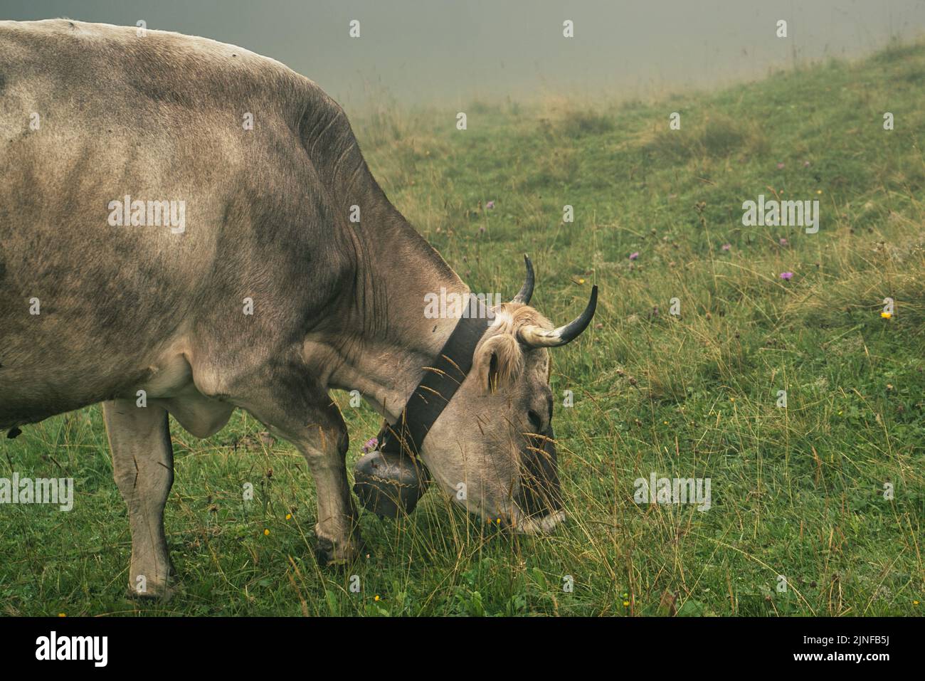 Weidevieh in den unberührten Bergketten des Bregenzerwaldes Stockfoto