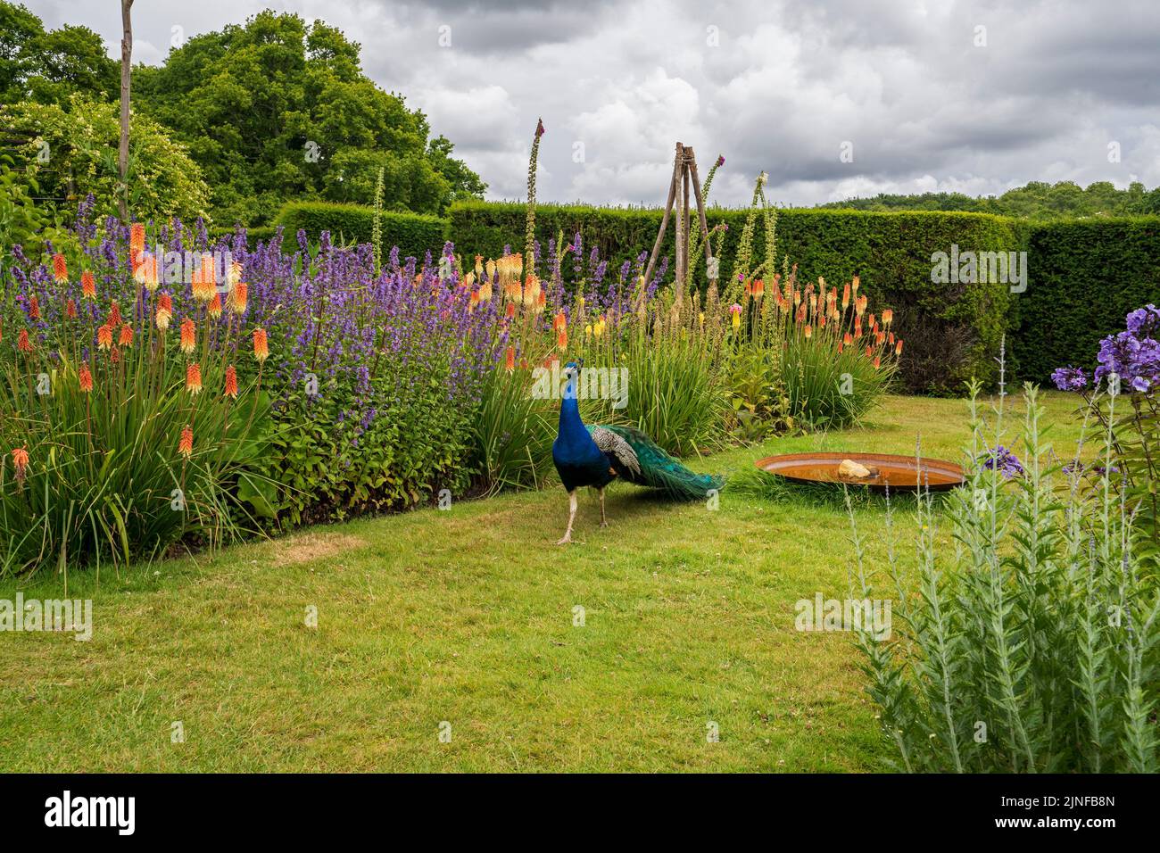 Der Pfau streift durch Michelham Priory House & Gardens, East Sussex, England, Großbritannien Stockfoto