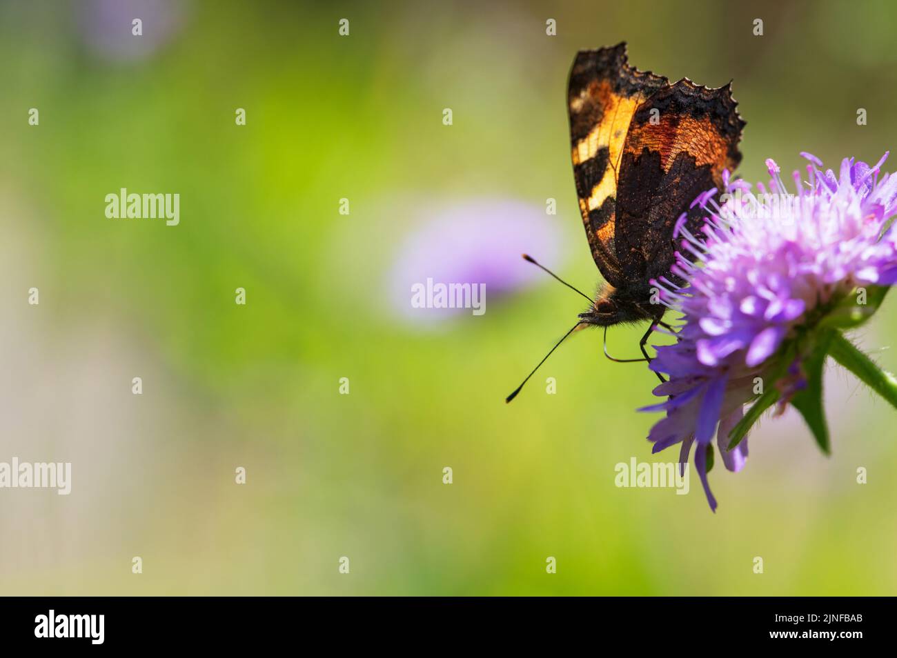 Kleiner Schildpatt-Schmetterling (Aglais urticae) auf Feldschwalbenblüte (Knautia arvensis). Stockfoto