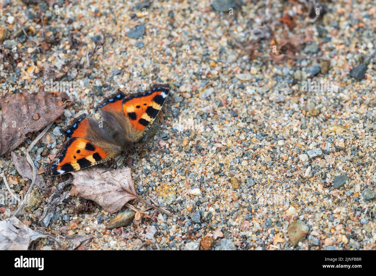 Kleiner Schildpatt-Schmetterling, Aglais urticae, ruht auf sandiger Oberfläche Stockfoto