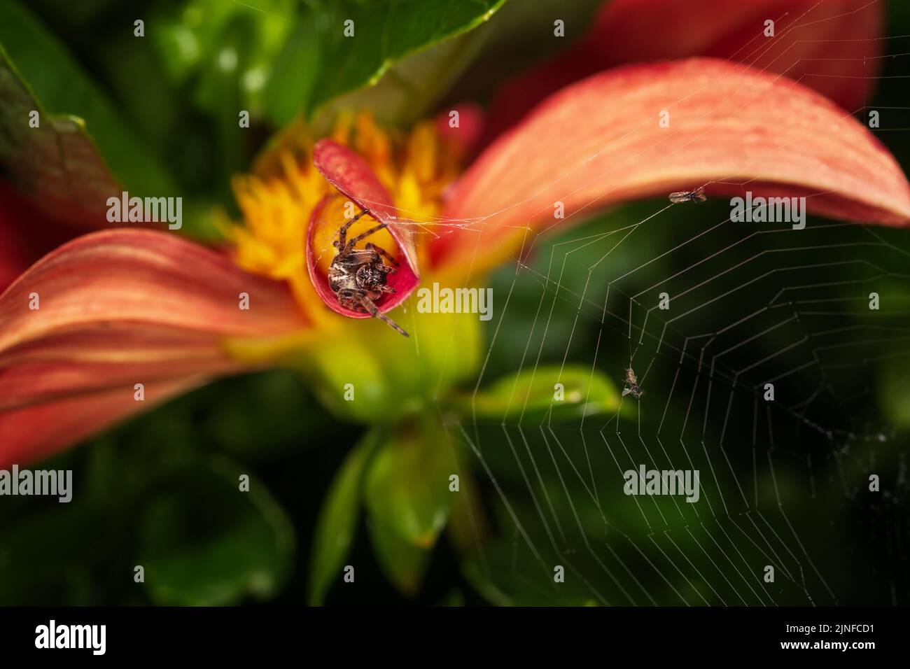 Netz mit Fliegen und einer Spinne, die in einer Blume versteckt ist. Makrofotografie. Stockfoto