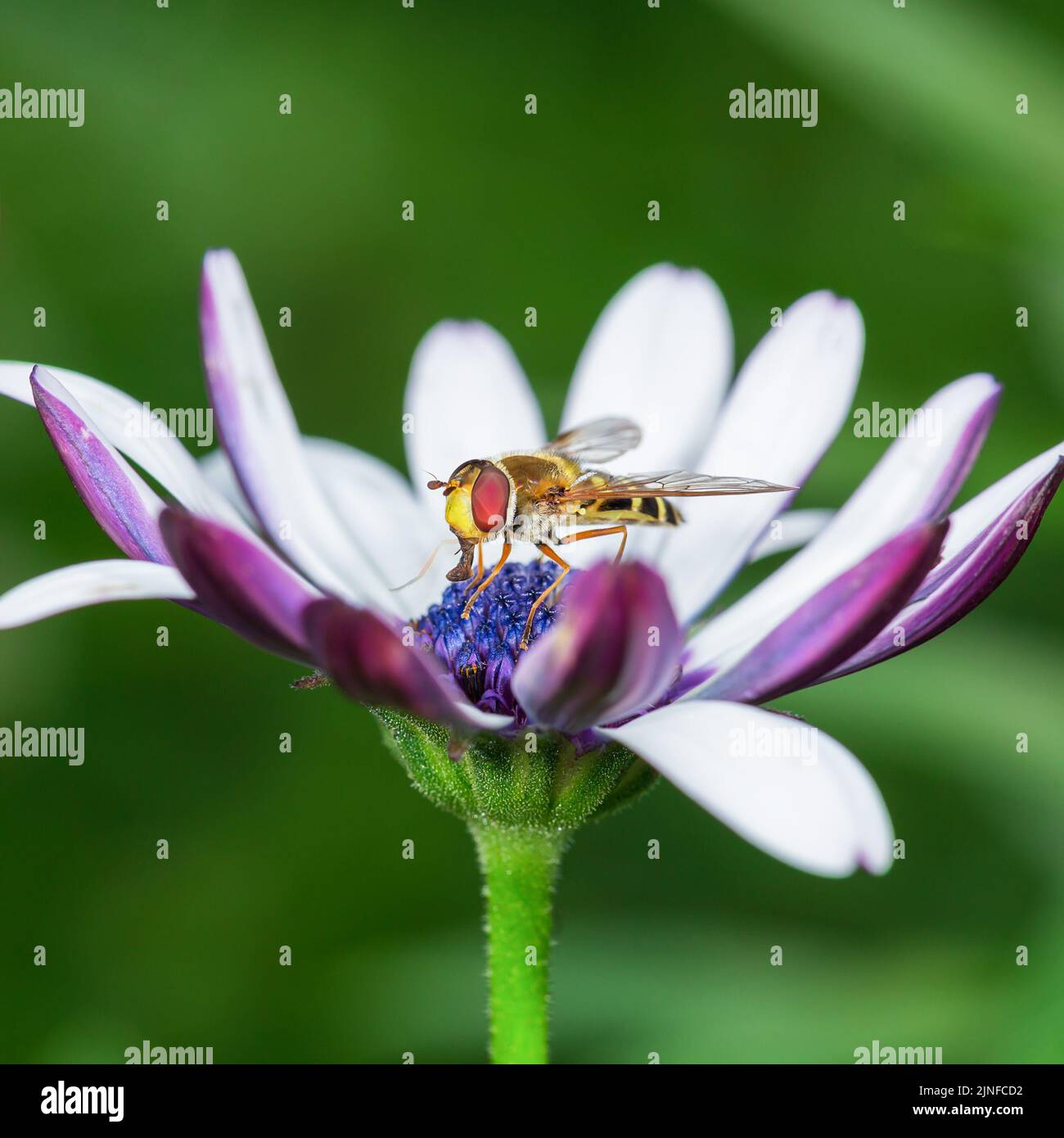 Hoverfly sitzen in einer Arktotis Blume.Hellgrüner Hintergrund. Makrofotografie. Stockfoto