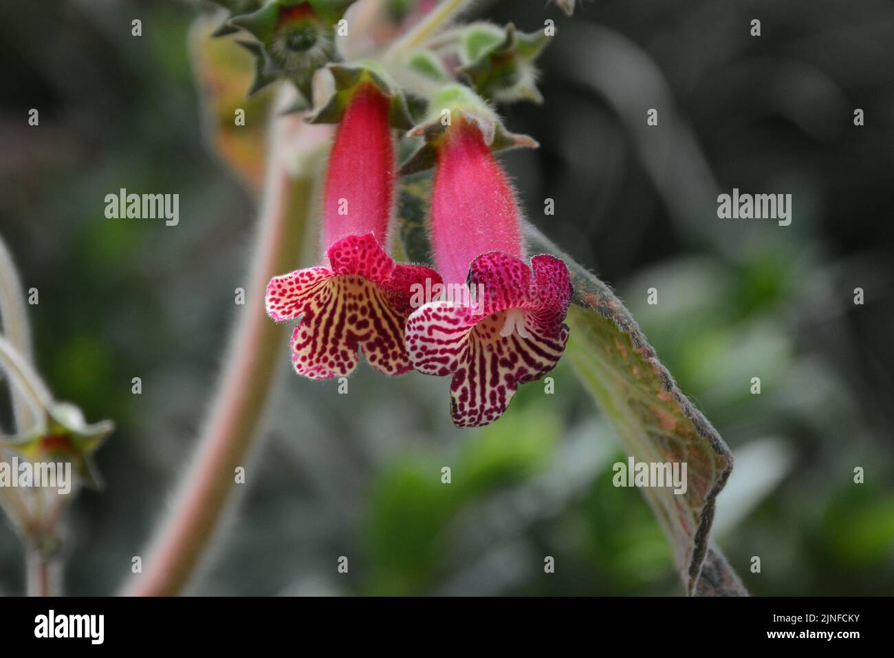 Kleine rote Blüten Stockfoto