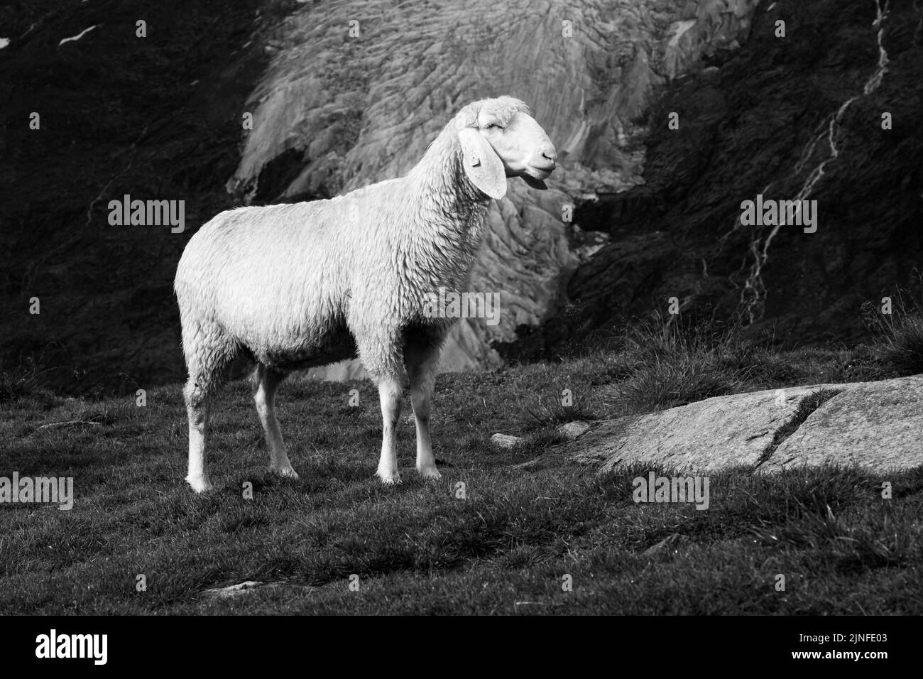 Süße weiße Almschafe auf der Alm Stockfoto