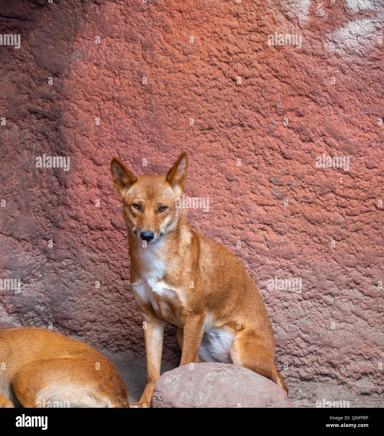 Der Dingo-Hund (lateinischer Name Canis lupus dingo) ruht am Boden. Stockfoto