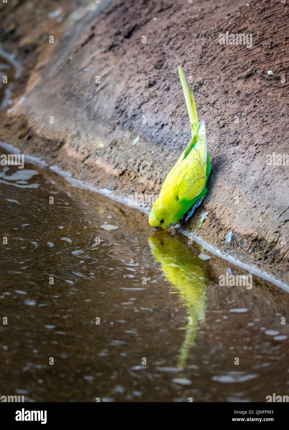 Wellensittiche (lateinischer Name Melopsittacus undulatus). Vielfarbige Vogel ist berühmtes Haustier. Papagei trinkt mit Selbstreflexion aus dem Teich. Stockfoto