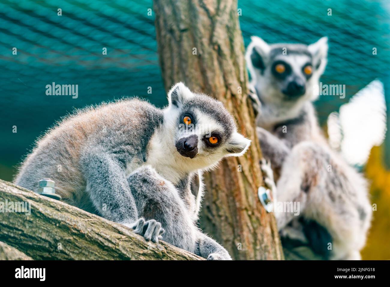 Lemur catta Tier, Detail des Kopfes. Säugetiere, die natürlich auf Madagaskar leben. Stockfoto