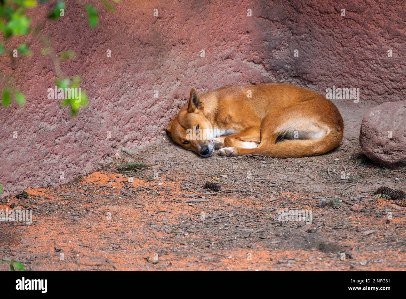 Der Dingo-Hund (lateinischer Name Canis lupus dingo) ruht am Boden. Stockfoto