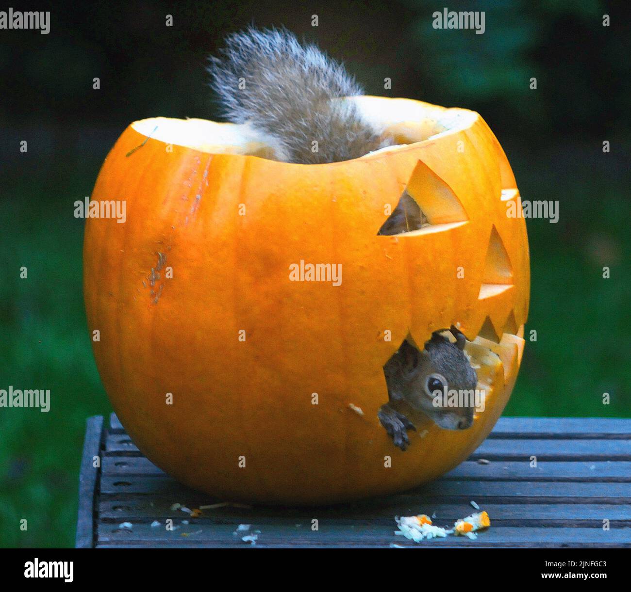 Molly stellt immer einen Kürbis aus, um sich dem Geist von Halloween anzuschließen, aber dieses Jahr fand sie ihn nach nur einem Tag zerstört, also ging sie zu ihren Gemüsehändler und kaufte einen Ersatz. Als sie es in den Garten brachte, war sie erstaunt, den Schuldigen zu finden, ein graues Eichhörnchen, das sich an ihrem Kürbis tupfte. Molly (31) sagte: „Ich konnte es nicht glauben.“ kaum hatte ich den zweiten Kürbis herausgebracht, begann das Eichhörnchen zu zerstören. Der kleine Schädling kaute an dem Mund, den ich herausgeschnitten hatte, und hatte sich in kürzester Zeit direkt im Innern den Weg gegraben. Dann knapfte er ewig weg. '' Ich füttere die Vögel und Eichhörnchen Nüsse BU Stockfoto