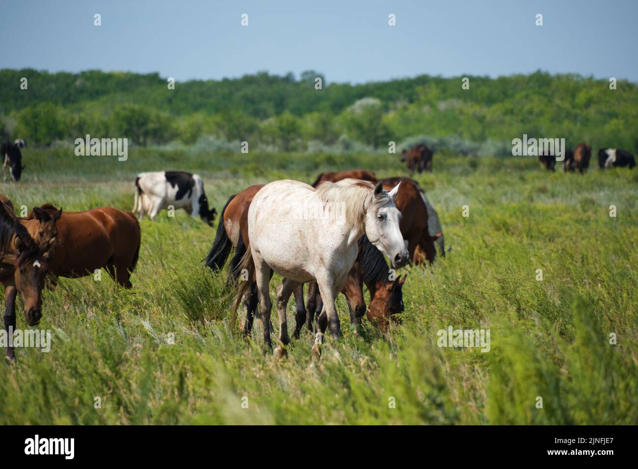 Herdenpferde und Herde Kühe weiden im Hintergrund auf der Wiese Stockfoto