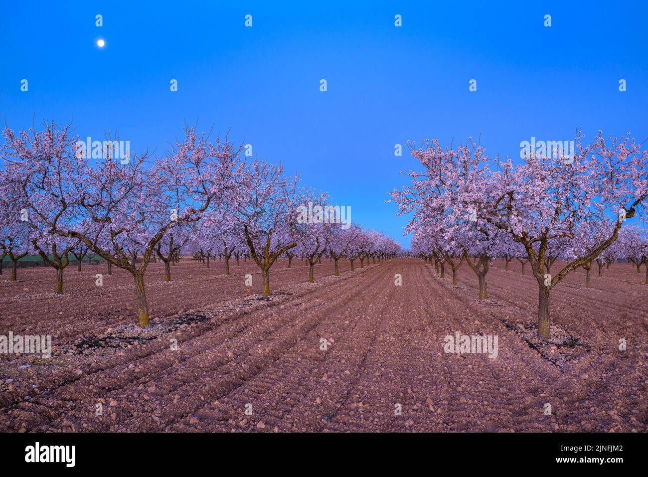 Sonnenaufgang über Mandelbäumen, die rund um die Stadt Arbeca blühen (Les Garrigues, Lleida, Katalonien, Spanien) ESP: Amanecer en almendros de Arbeca Stockfoto