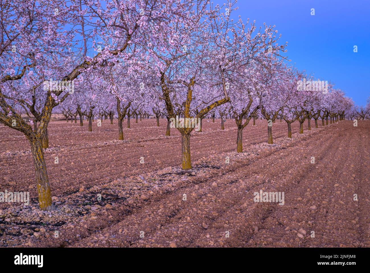 Sonnenaufgang über Mandelbäumen, die rund um die Stadt Arbeca blühen (Les Garrigues, Lleida, Katalonien, Spanien) ESP: Amanecer en almendros de Arbeca Stockfoto