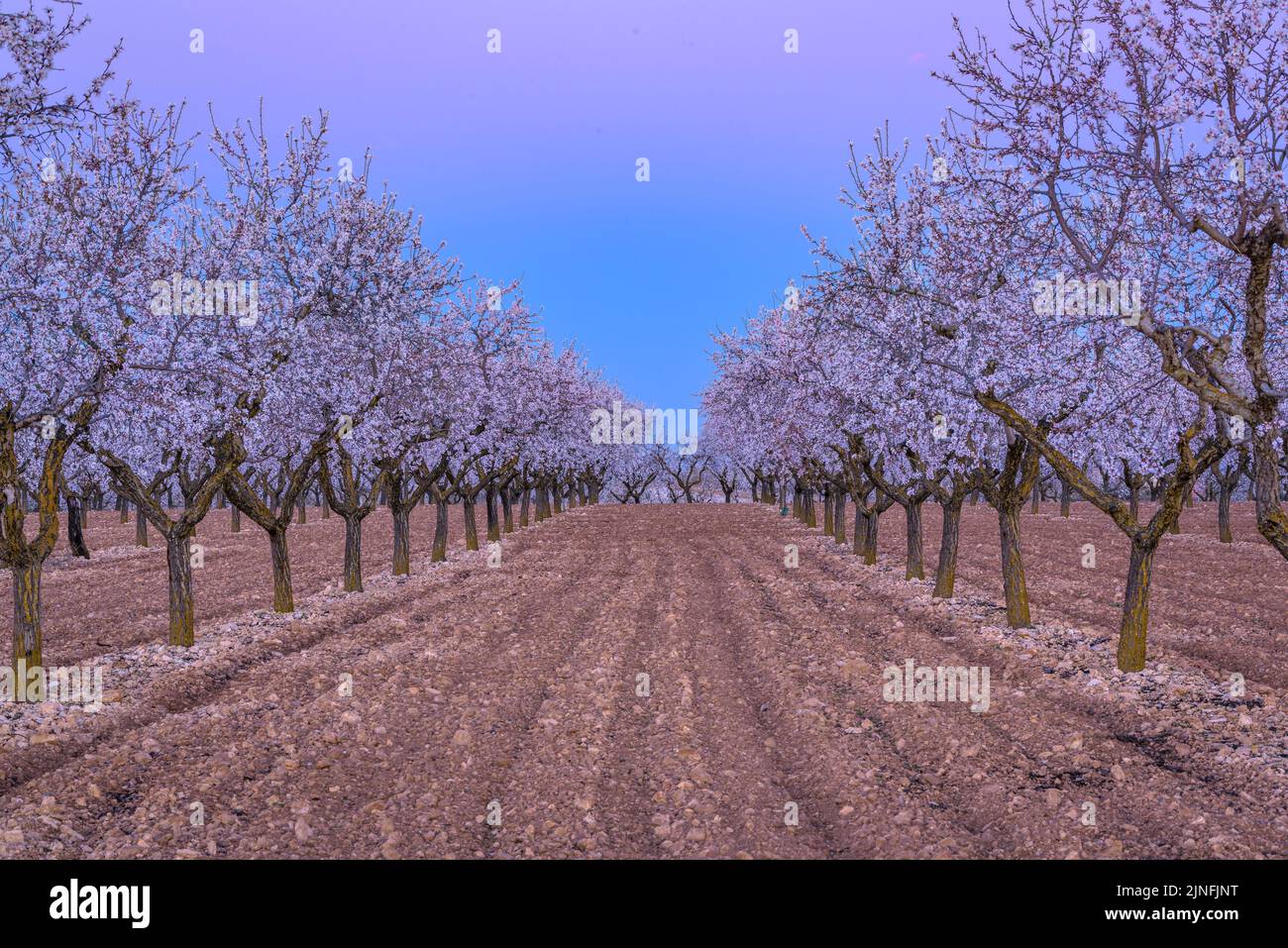Sonnenaufgang über Mandelbäumen, die rund um die Stadt Arbeca blühen (Les Garrigues, Lleida, Katalonien, Spanien) ESP: Amanecer en almendros de Arbeca Stockfoto