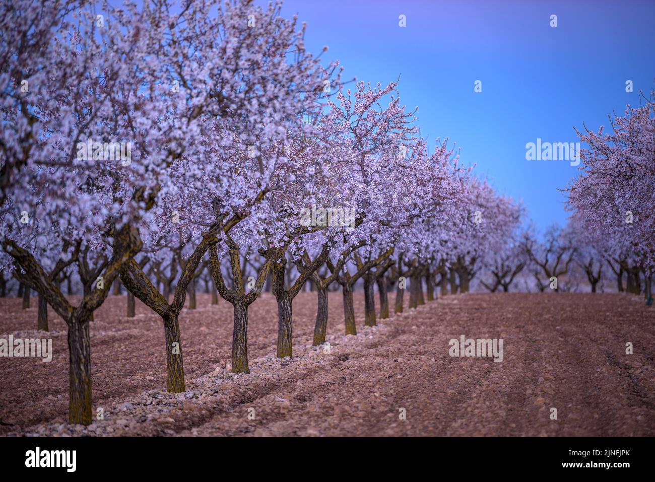 Sonnenaufgang über Mandelbäumen, die rund um die Stadt Arbeca blühen (Les Garrigues, Lleida, Katalonien, Spanien) ESP: Amanecer en almendros de Arbeca Stockfoto