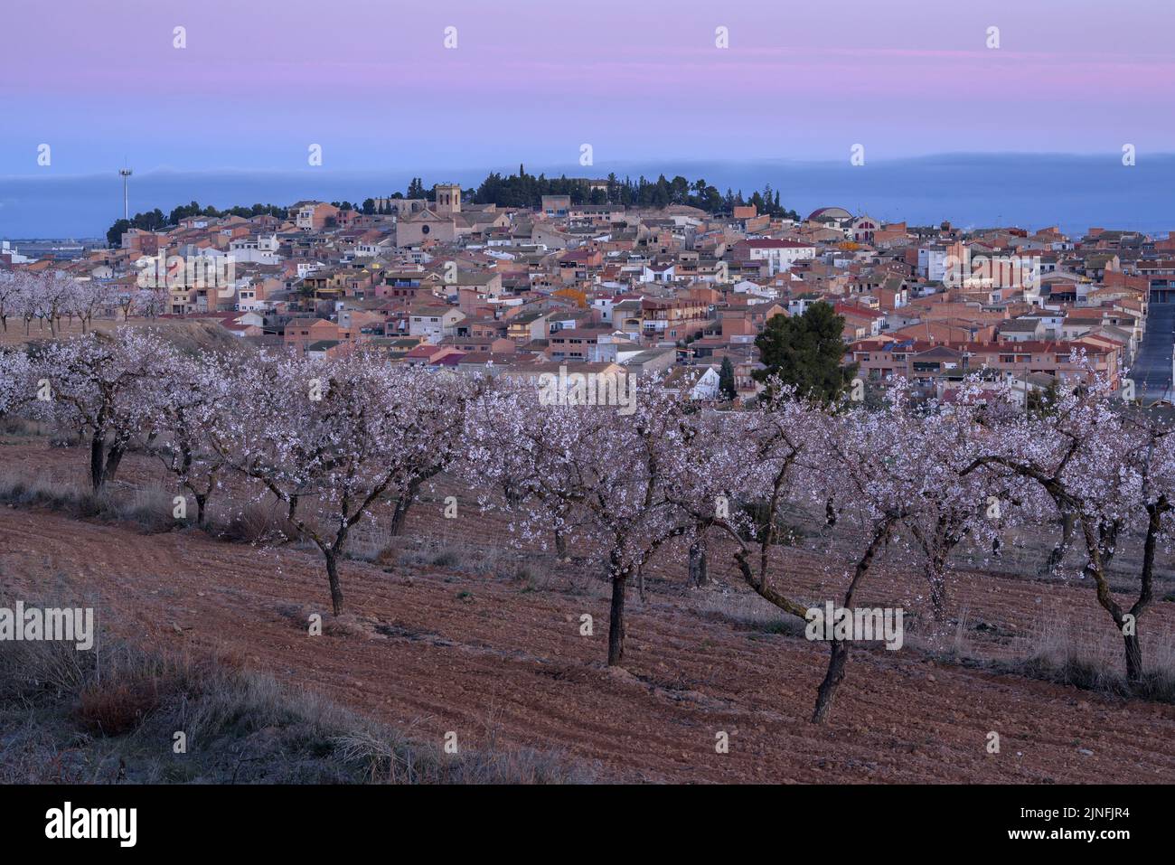 Sonnenaufgang über Mandelbäumen, die rund um die Stadt Arbeca blühen (Les Garrigues, Lleida, Katalonien, Spanien) ESP: Amanecer en almendros de Arbeca Stockfoto