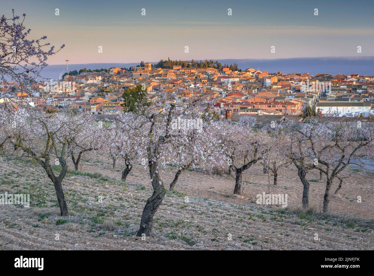 Sonnenaufgang über Mandelbäumen, die rund um die Stadt Arbeca blühen (Les Garrigues, Lleida, Katalonien, Spanien) ESP: Amanecer en almendros de Arbeca Stockfoto