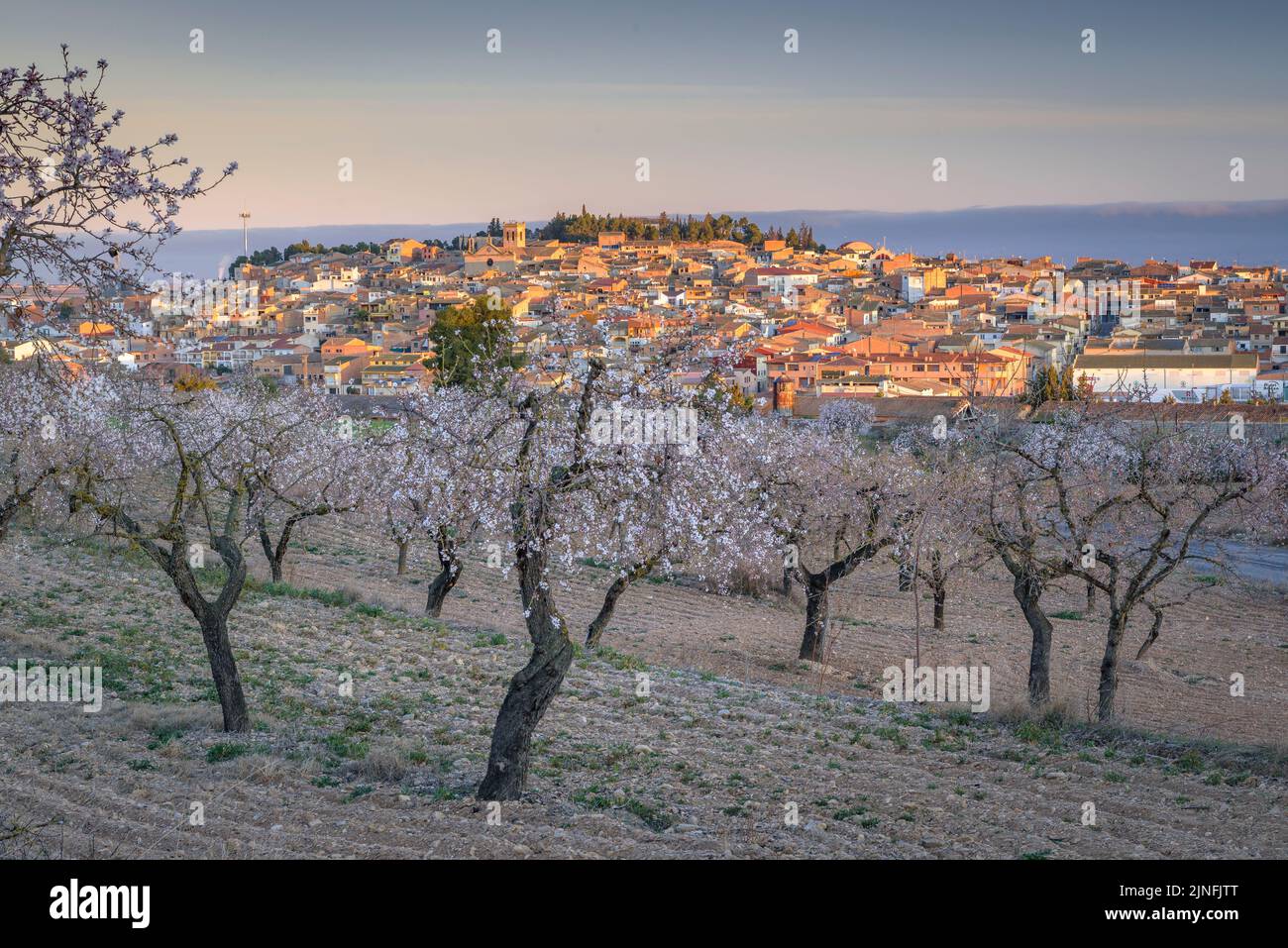 Sonnenaufgang über Mandelbäumen, die rund um die Stadt Arbeca blühen (Les Garrigues, Lleida, Katalonien, Spanien) ESP: Amanecer en almendros de Arbeca Stockfoto