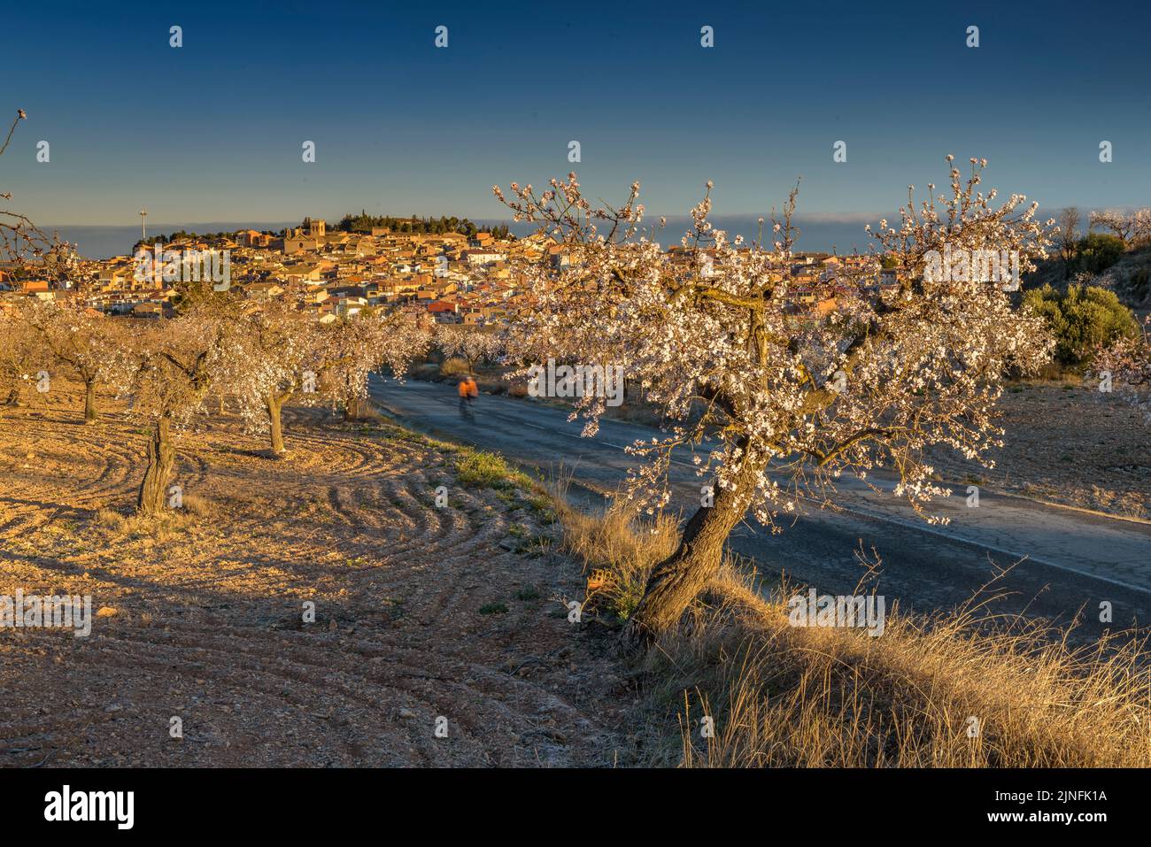 Sonnenaufgang über Mandelbäumen, die rund um die Stadt Arbeca blühen (Les Garrigues, Lleida, Katalonien, Spanien) ESP: Amanecer en almendros de Arbeca Stockfoto