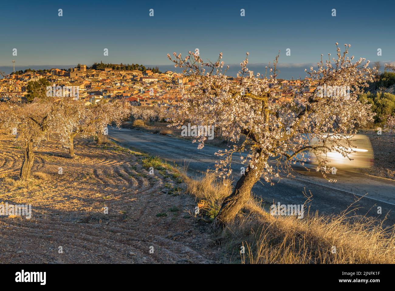 Sonnenaufgang über Mandelbäumen, die rund um die Stadt Arbeca blühen (Les Garrigues, Lleida, Katalonien, Spanien) ESP: Amanecer en almendros de Arbeca Stockfoto