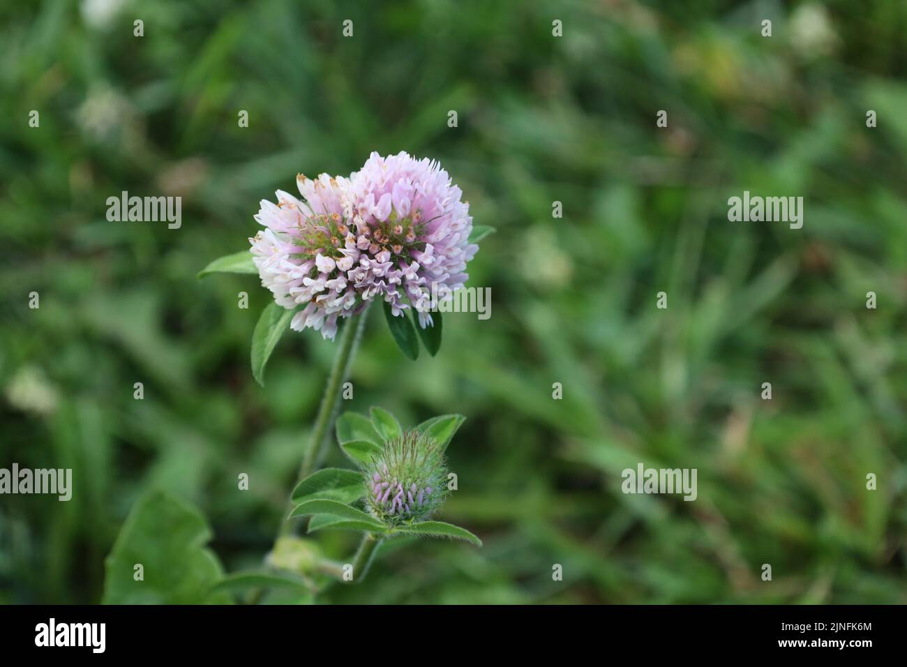 Eine Nahaufnahme von Kleeblätter, die im Garten blühen Stockfoto