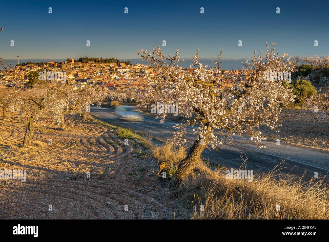 Sonnenaufgang über Mandelbäumen, die rund um die Stadt Arbeca blühen (Les Garrigues, Lleida, Katalonien, Spanien) ESP: Amanecer en almendros de Arbeca Stockfoto
