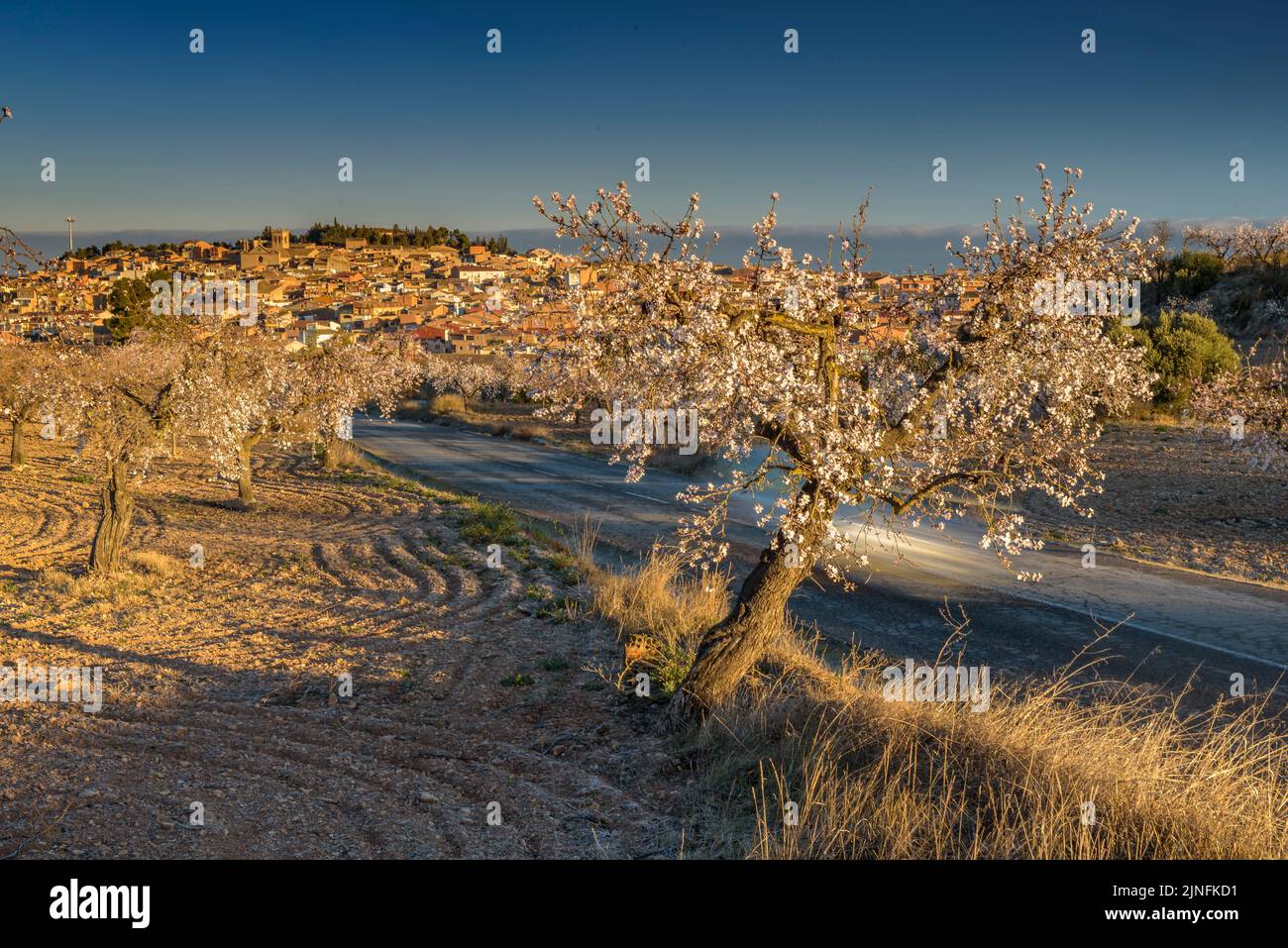 Sonnenaufgang über Mandelbäumen, die rund um die Stadt Arbeca blühen (Les Garrigues, Lleida, Katalonien, Spanien) ESP: Amanecer en almendros de Arbeca Stockfoto