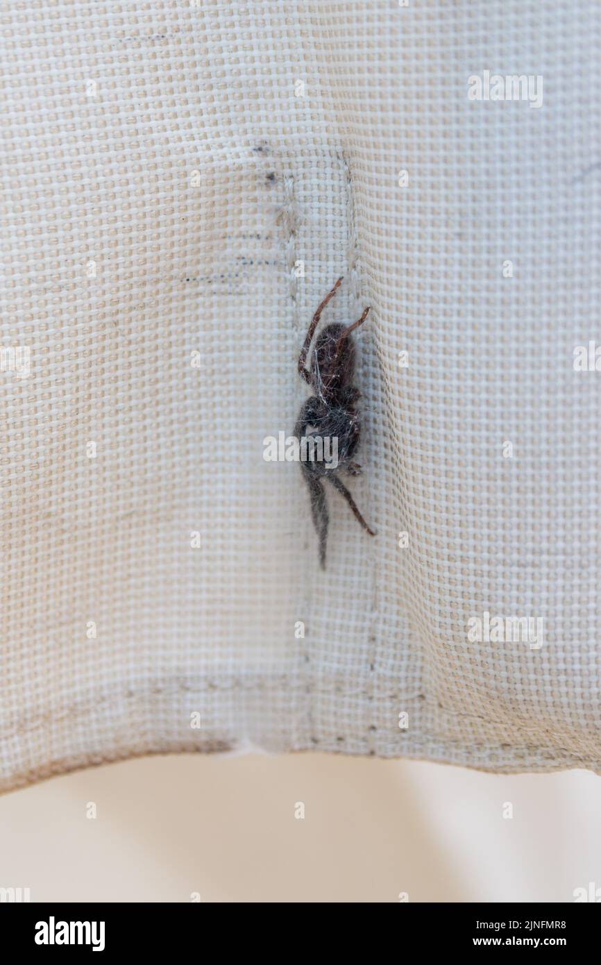 Große Hausspinne, die in ein eigenes Netz eingewickelt ist, während sie in einem Schuppen überwintern Stockfoto