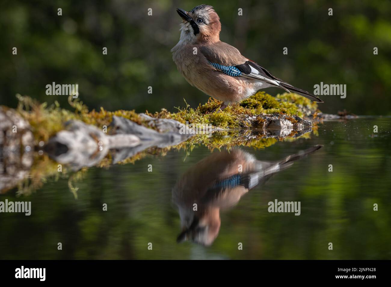 Jay Bird mit Spiegelung am Rand eines Wasserteiches, der nach oben starrt Stockfoto
