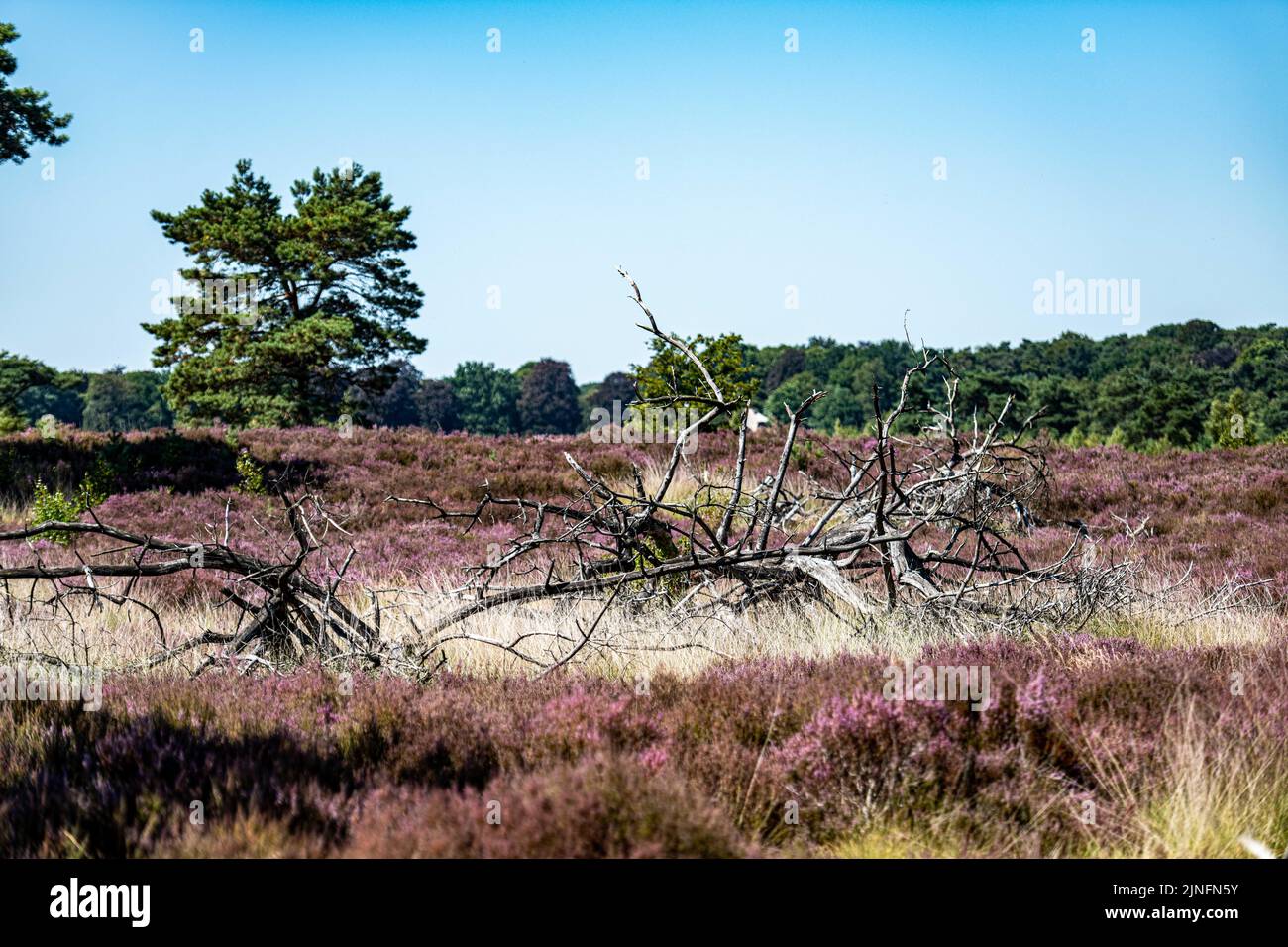 Kalmthout, Belgien. 11. August 2022. Die Abbildung zeigt die Karstlandschaft im Naturschutzgebiet Kalmthoutse Heide in Kalmthout am Donnerstag, den 11. August 2022. BELGA FOTO JONAS ROOSENS Kredit: Belga Nachrichtenagentur/Alamy Live News Stockfoto