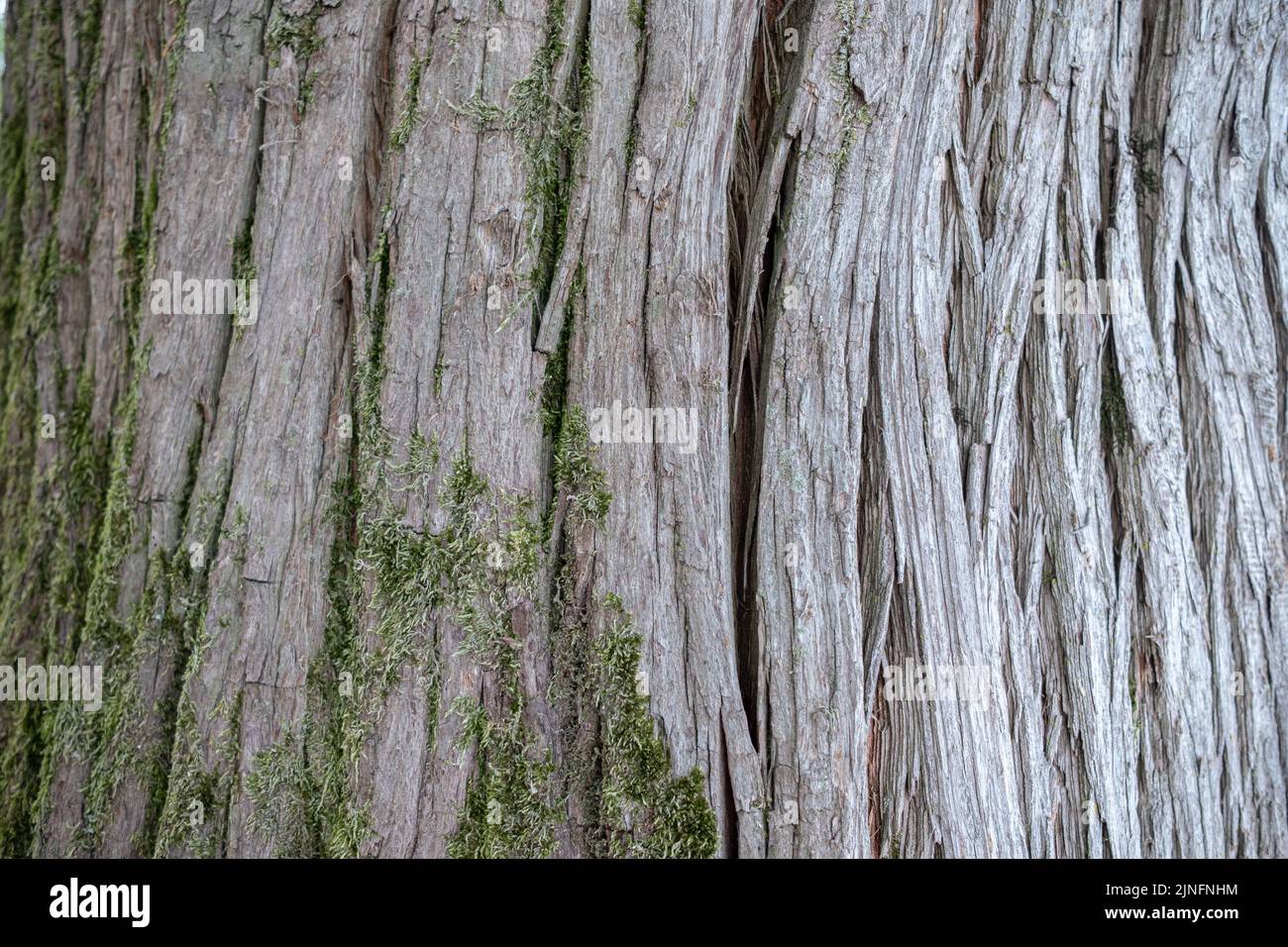 Rinde mit Moos Stockfoto