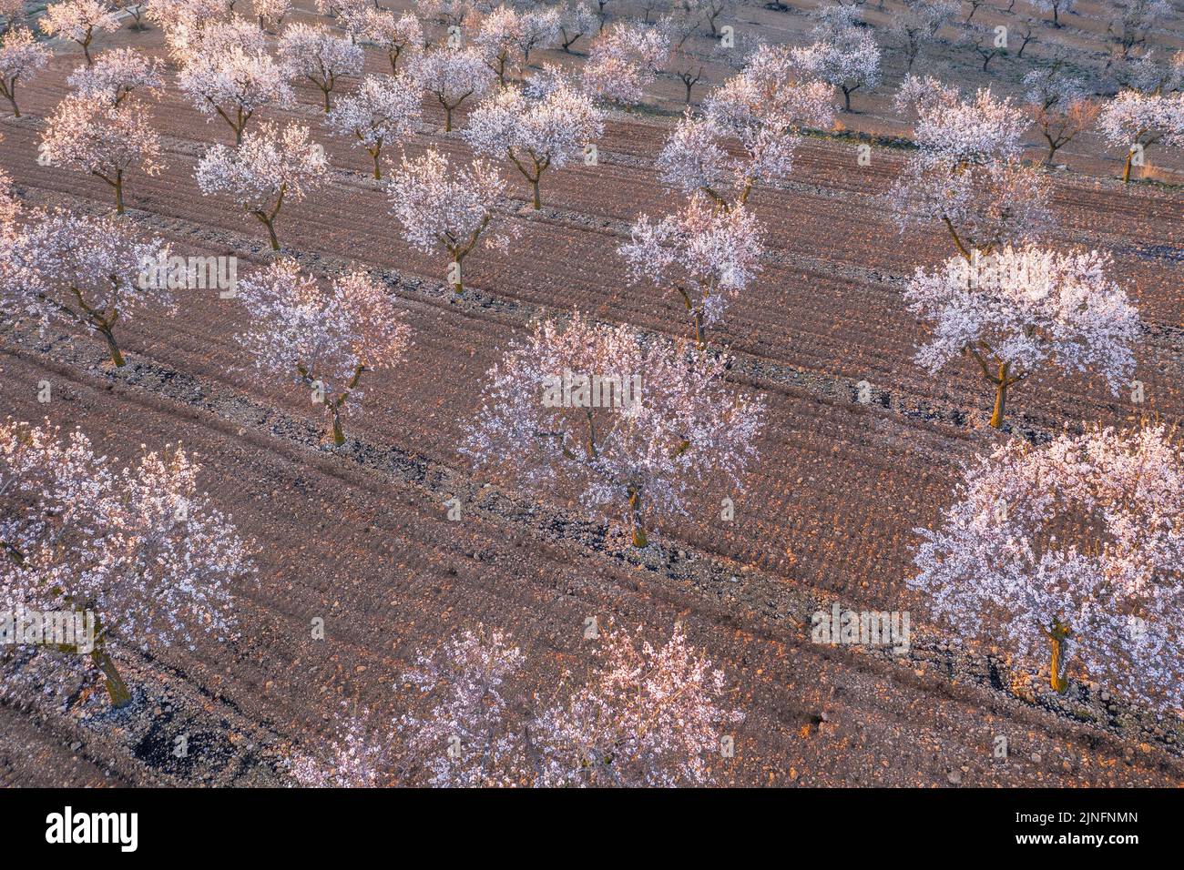 Luftaufnahme der Mandelbäume, die rund um die Stadt Arbeca blühen (Les Garrigues, Lleida, Katalonien, Spanien) ESP: Vista aérea de almendros Stockfoto