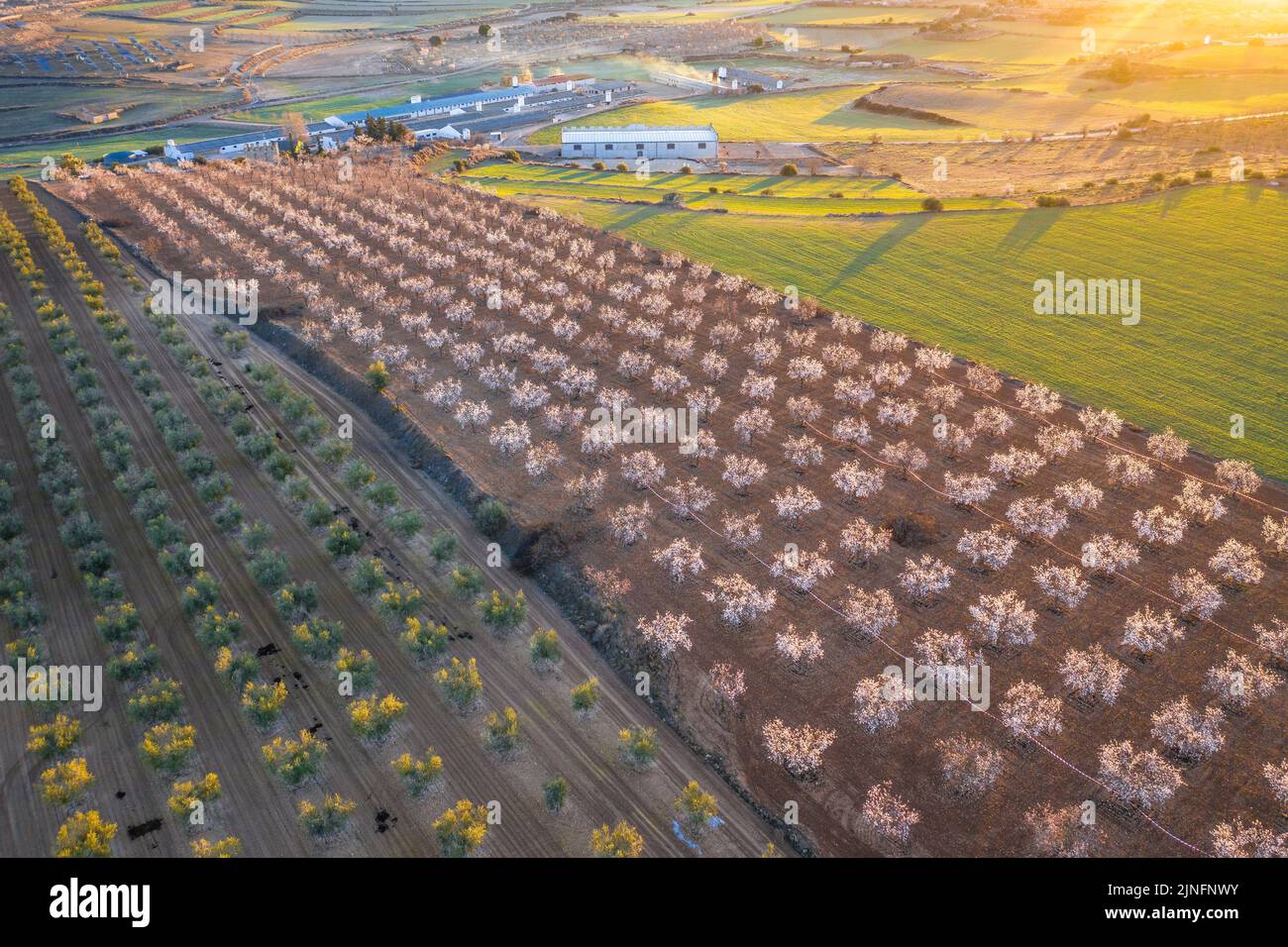 Luftaufnahme der Mandelbäume, die rund um die Stadt Arbeca blühen (Les Garrigues, Lleida, Katalonien, Spanien) ESP: Vista aérea de almendros Stockfoto