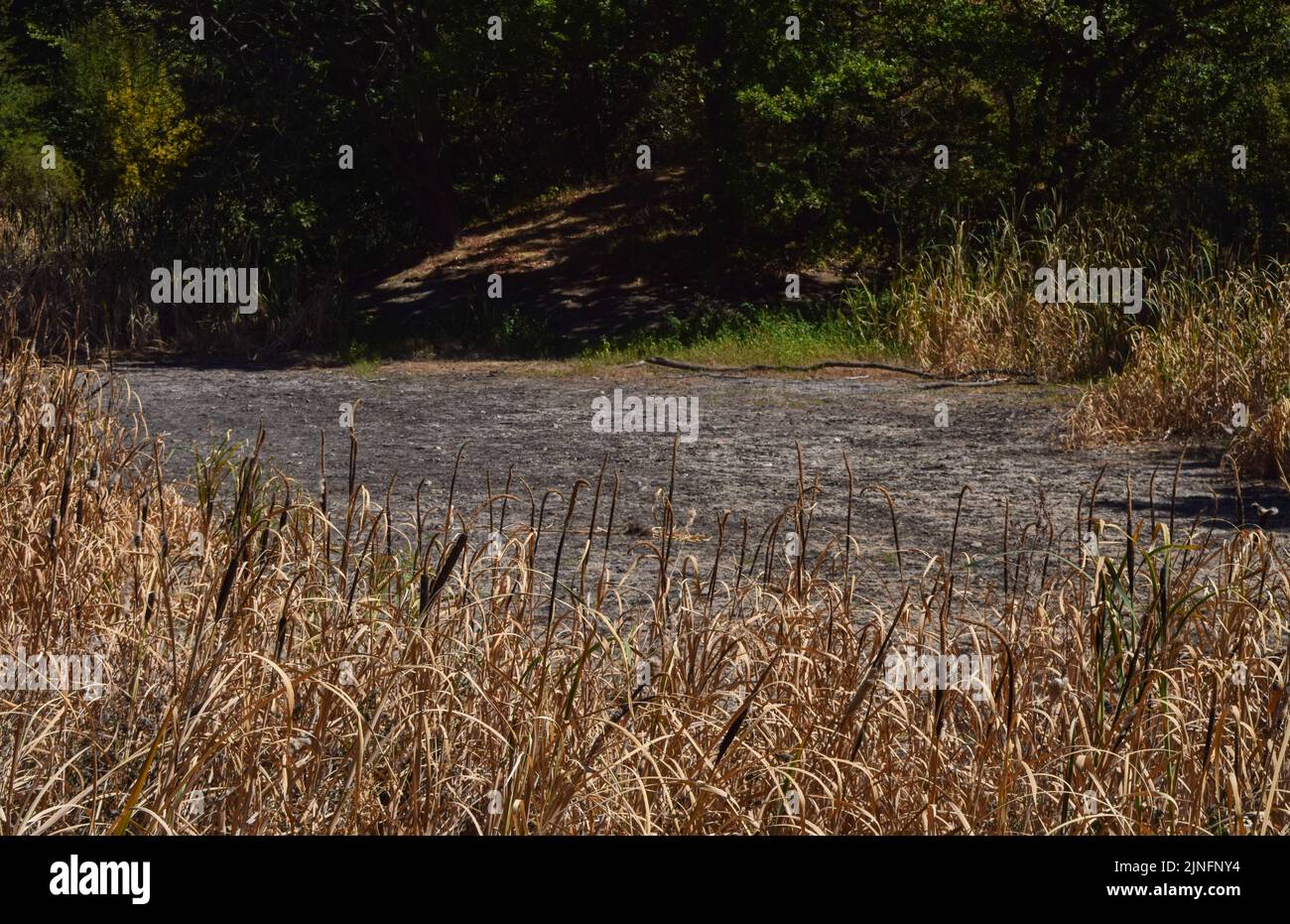 London, England, Großbritannien. 11. August 2022. Ein völlig trockener Teich im Wanstead Park im Nordosten Londons, da die Hitzewellen und Dürren, die durch den Klimawandel verursacht werden, in Großbritannien anhalten. (Bild: © Vuk Valcic/ZUMA Press Wire) Stockfoto