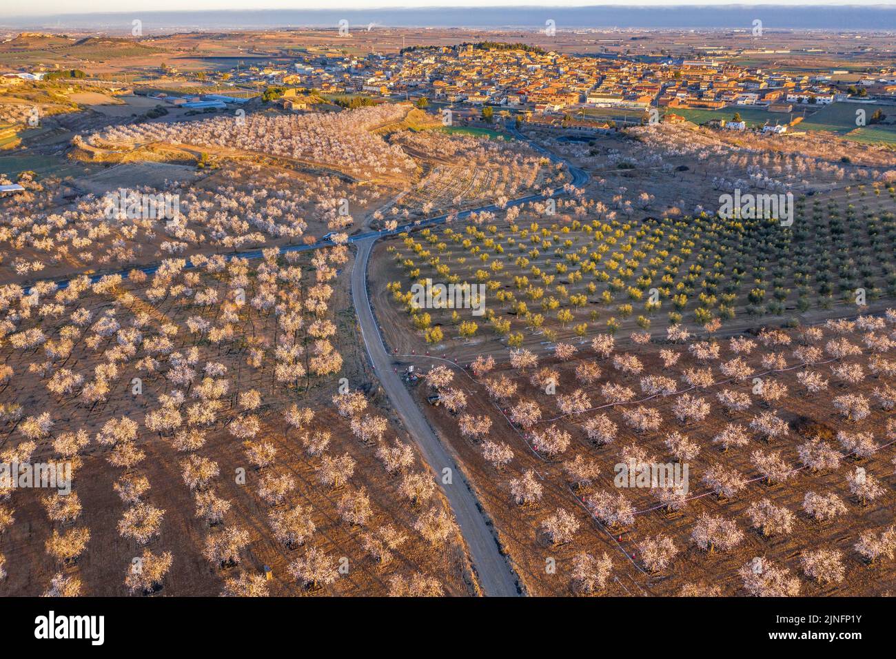 Luftaufnahme der Mandelbäume, die rund um die Stadt Arbeca blühen (Les Garrigues, Lleida, Katalonien, Spanien) ESP: Vista aérea de almendros Stockfoto