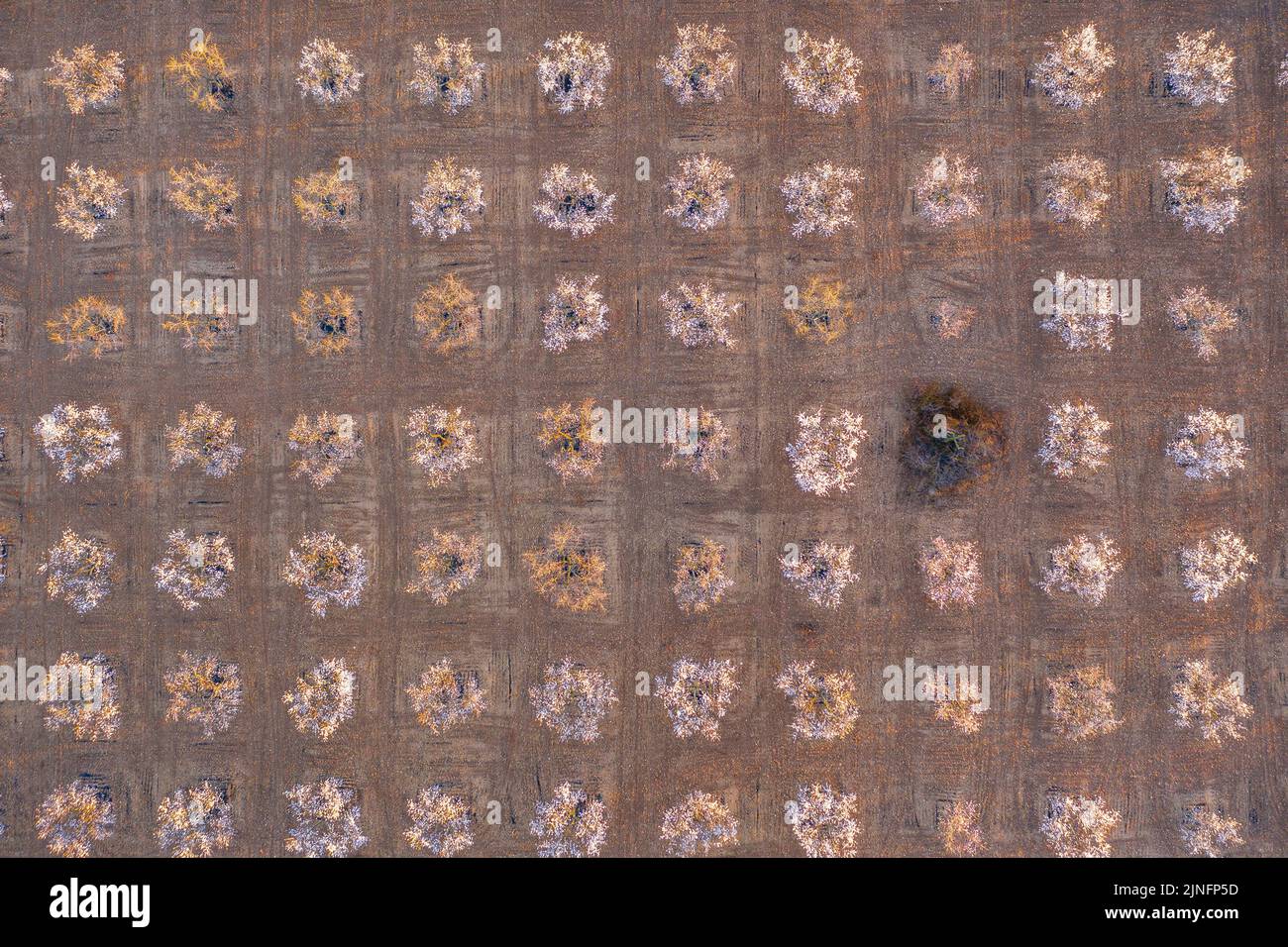 Luftaufnahme der Mandelbäume, die rund um die Stadt Arbeca blühen (Les Garrigues, Lleida, Katalonien, Spanien) ESP: Vista aérea de almendros Stockfoto