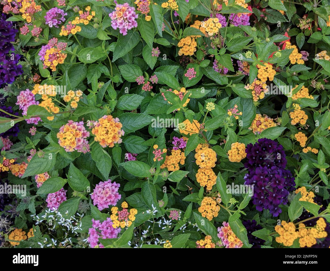 Bunte Blumenbeet in Blüte Stockfoto