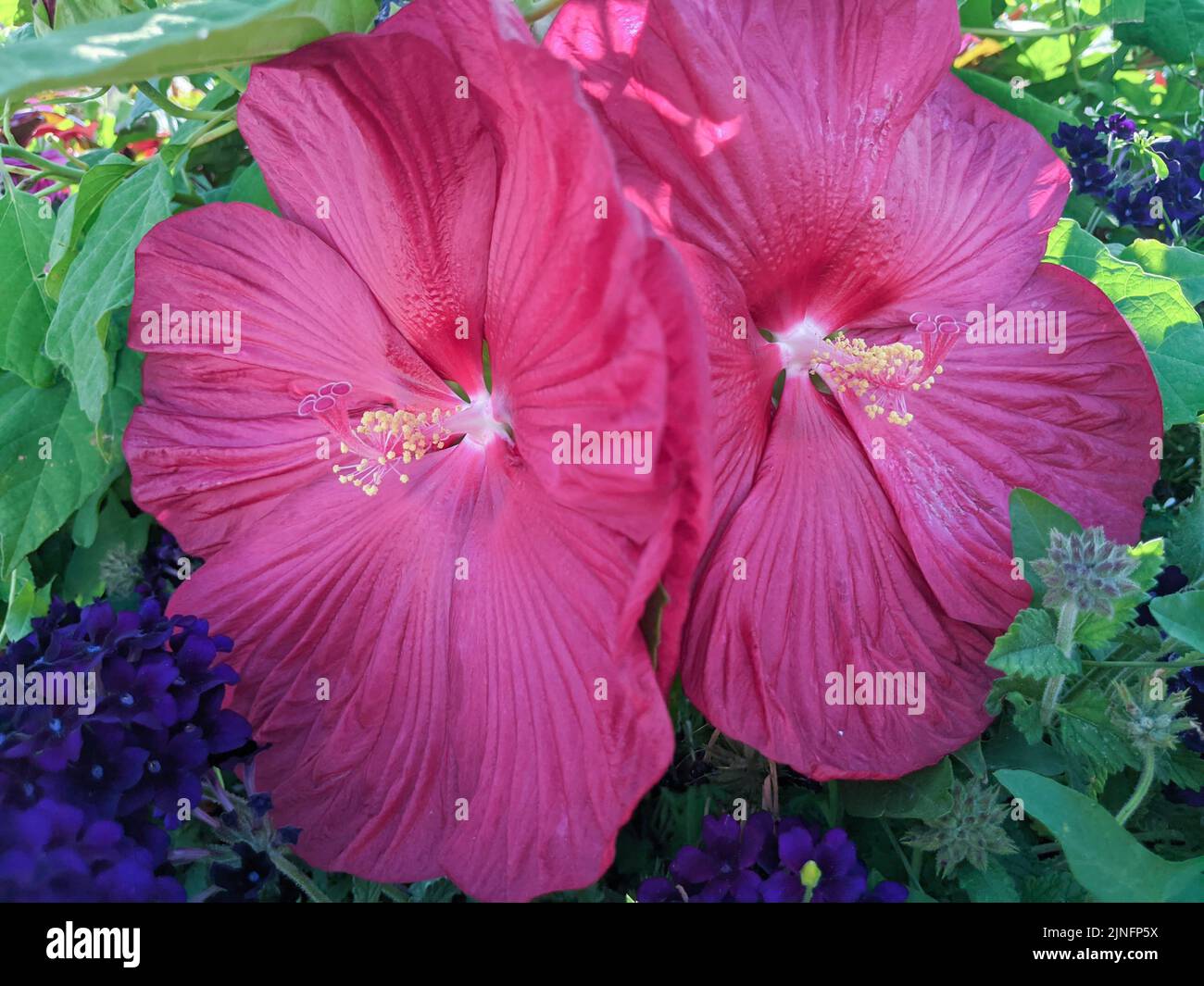 Zwei wunderschöne Hibiskusblüten inmitten einer üppigen Natur von Pflanzen und Blumen Stockfoto