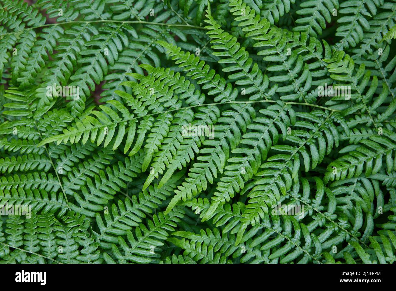 Wilder wachsender grüner Farn, Pflanzenstruktur als Hintergrund. Stockfoto