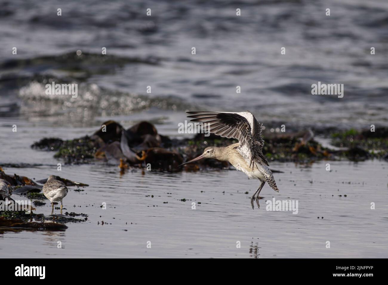 Sandpiper im Flug. Nördliche portugiesische Felsküste bei Ebbe. Stockfoto