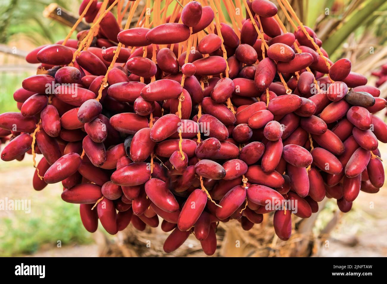 Rotes Datteln im Oman Stockfoto