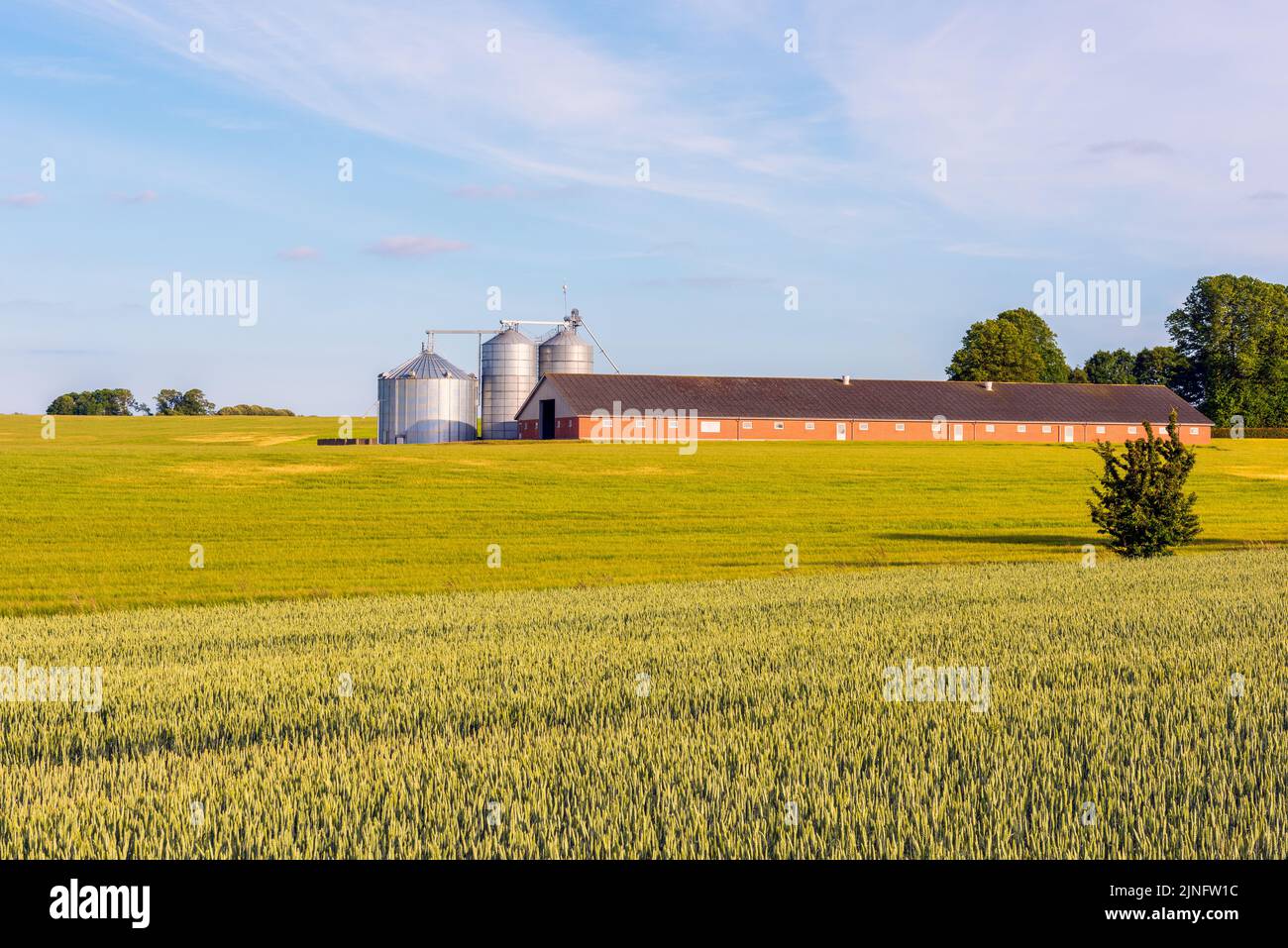 Silos und Scheune auf dänischer Landschaft in Jütland am Sommerabend Stockfoto