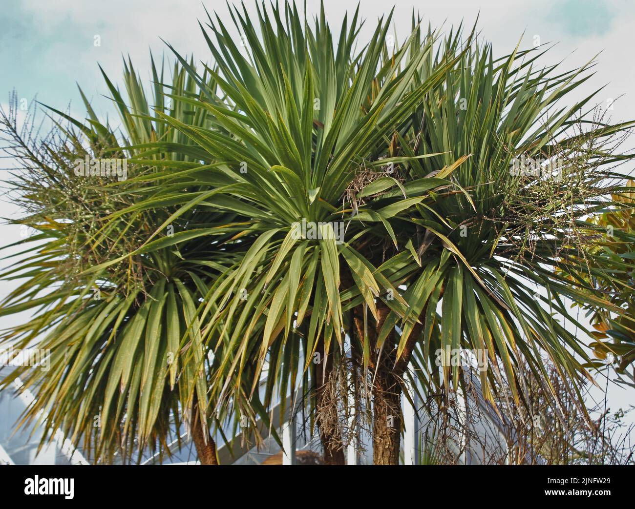 Cordyline australis (Torbay-Palme) reifer Baum mit mehreren Stämmen, Obsthaufen und schwertartigen Blättern Stockfoto