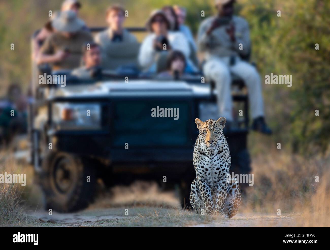 Safari-Gäste in einem offenen Fahrzeug mit Blick auf einen herrlichen männlichen Leoparden im Sabi Sand Game Reserve. Stockfoto
