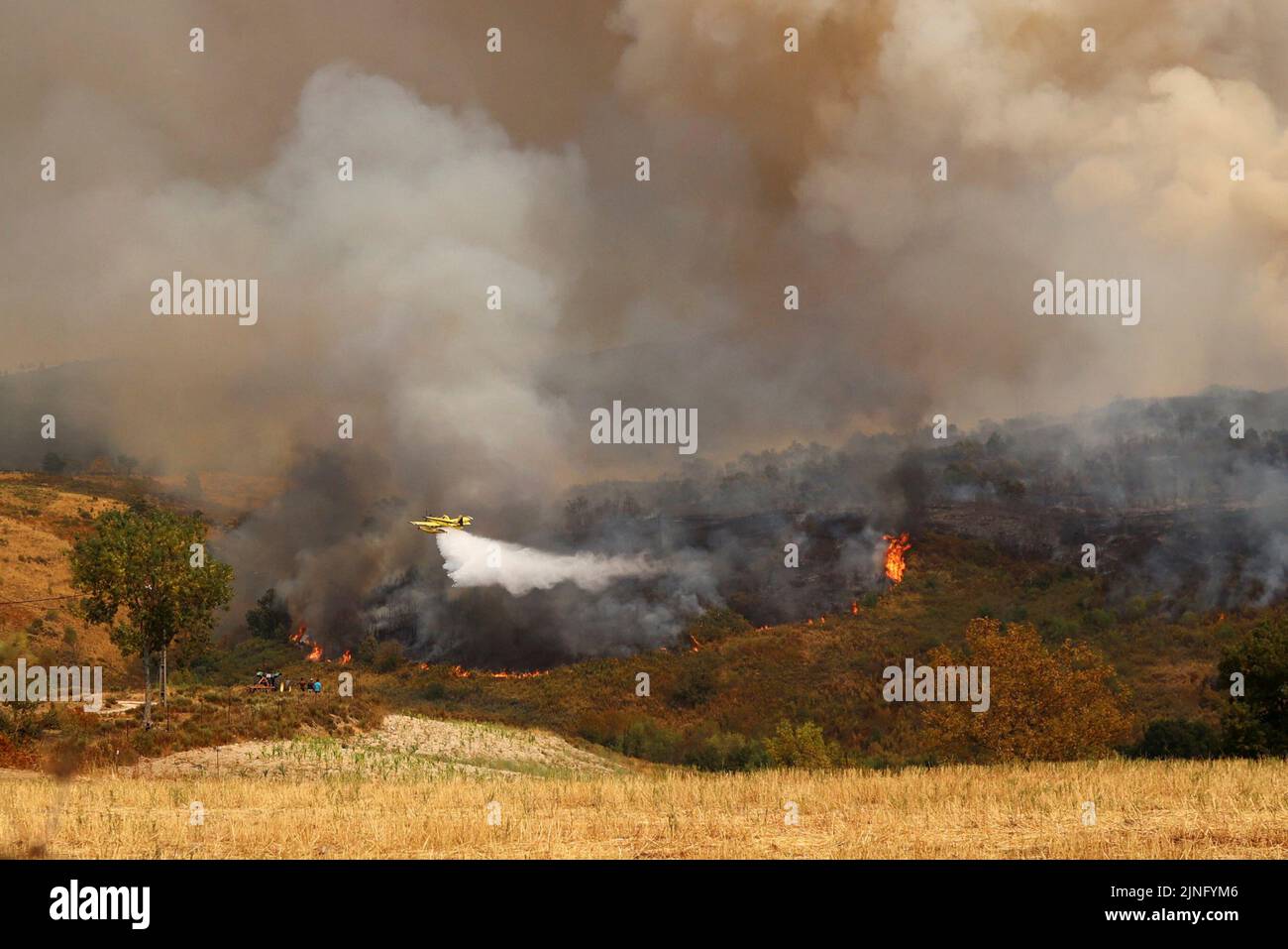 Ein Flugzeug tropft Wasser auf ein Waldfeuer in Carrapichana, Celorico da Beira, Portugal, 11. August 2022. REUTERS/Pedro Nunes Stockfoto