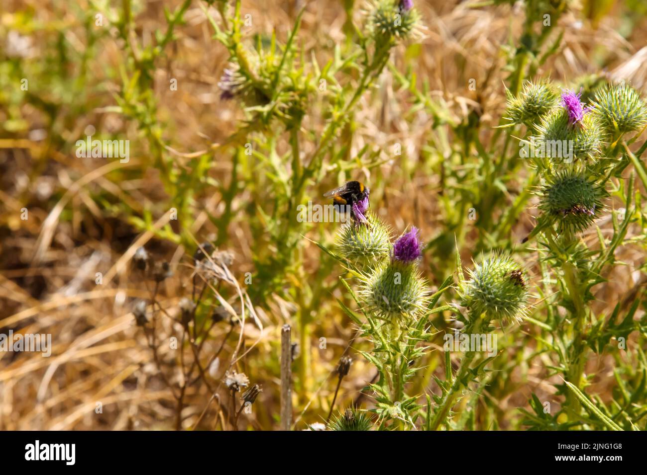Thistle Wildflower mit Hummel auf britischer Wiese, Langley-Tal, Epsom, Surrey, England, Großbritannien, Juli 2022 Stockfoto