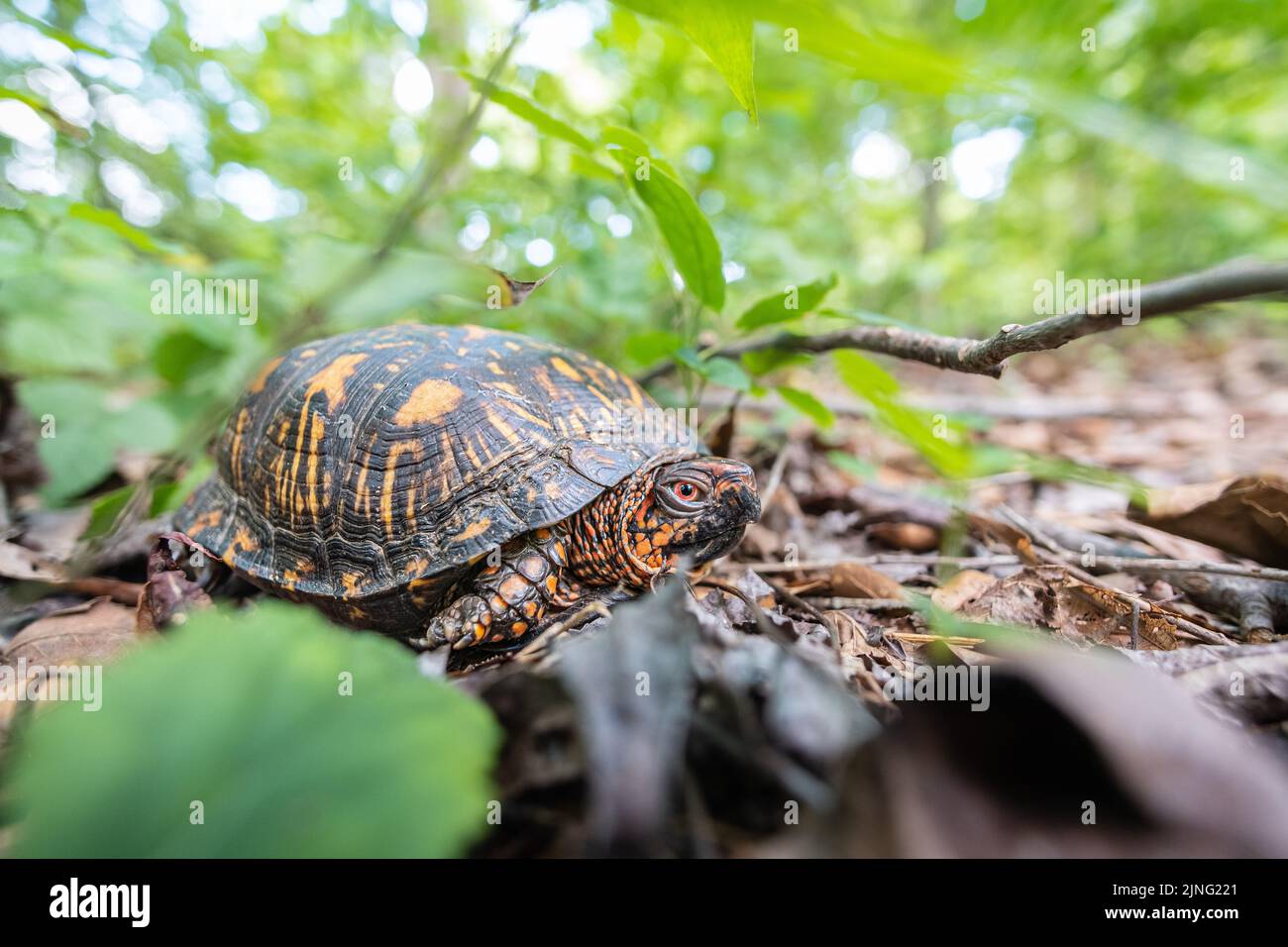 Männliche Ostschachtel Schildkröte Nahaufnahme mit Strukturdetails in natürlicher Umgebung im Freien. Stockfoto