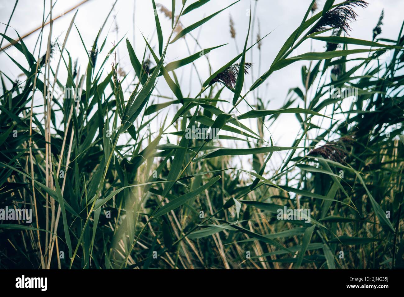 Wolken und Gras Stockfoto